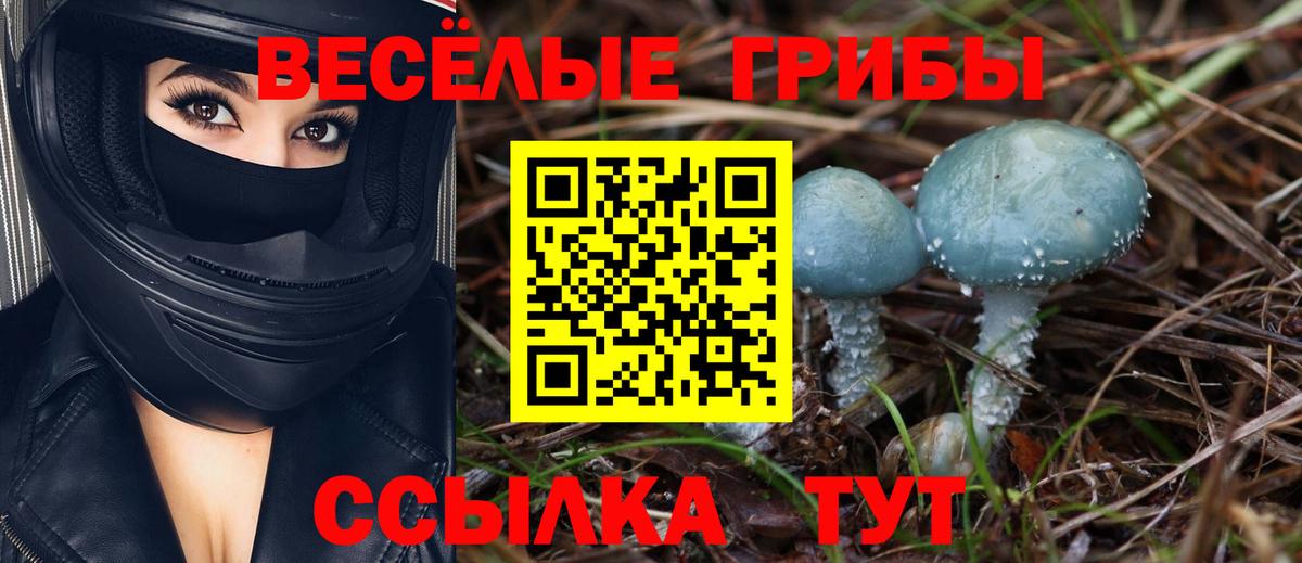 Отрадный  Галлюциногенные грибы Psilocybine cubensis  Вход с VPN 